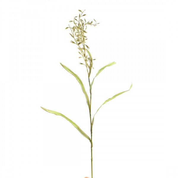 36"FALSE OAT GRASS A4 B4