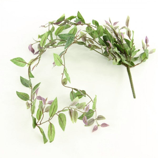 SMYLAX BUSH VINE PURPLE A4