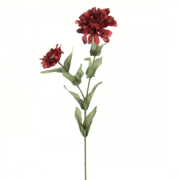 ZINNIA BURGUNDY A5 B3