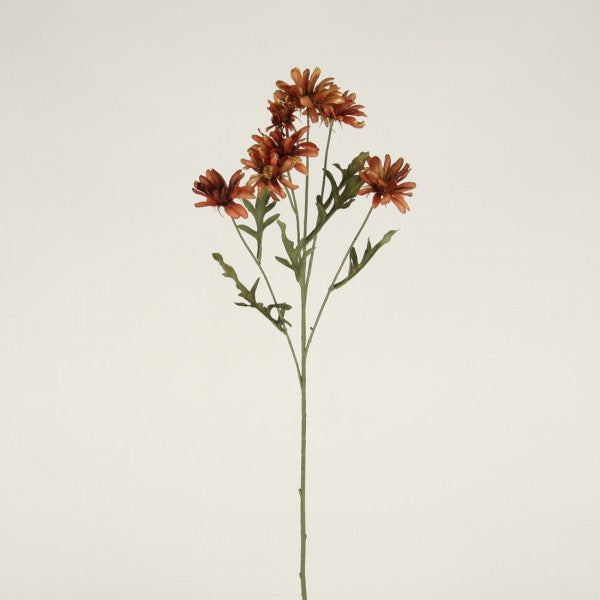 25" DAISY X7 SIENNA A5 B2