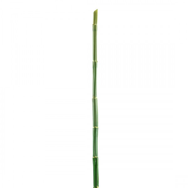 SUGAR CANE SPRAY X1 A4 B9
