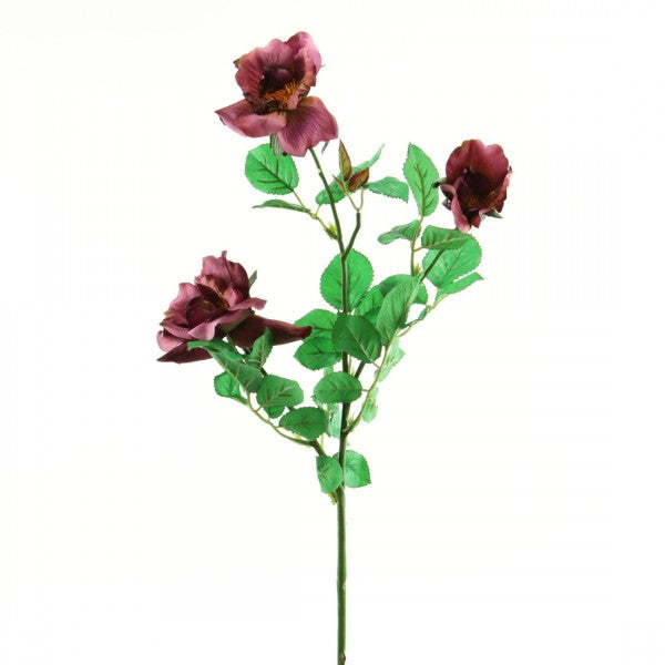 PLNTR HYBIRD TEA ROSE A5 B2