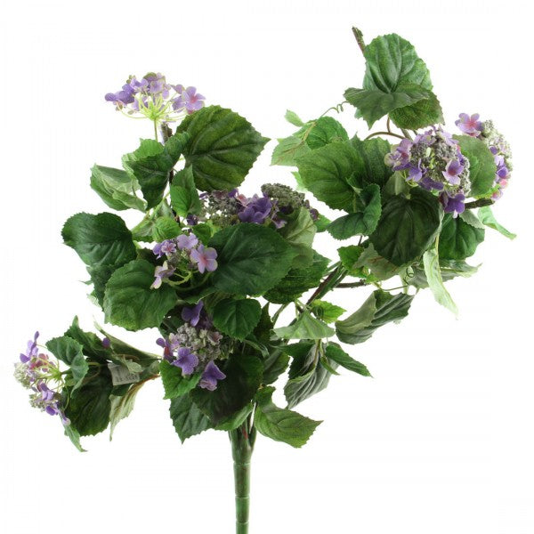 BABY HYDRANGEA BUSH  A4