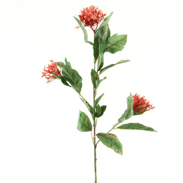 IXORA SPRAY A4 B9