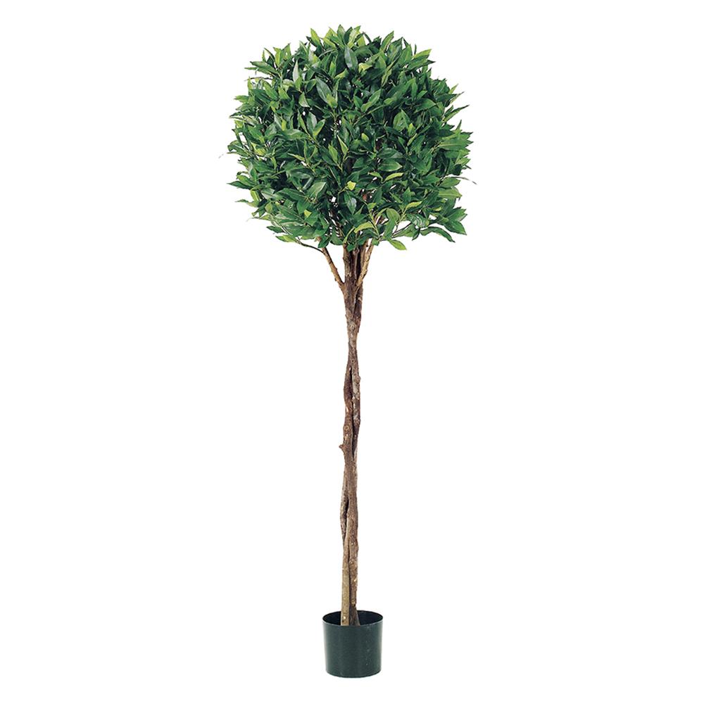 5' BAYLEAF TOPIARY BRAID TRUNK