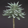 7"SUCCULENT PICK GRAY