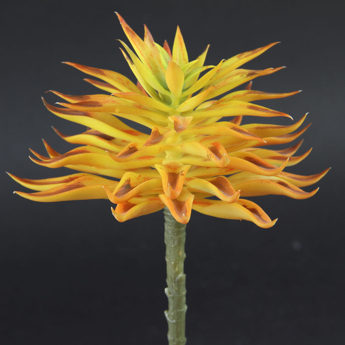 7"SUCCULENT PICK