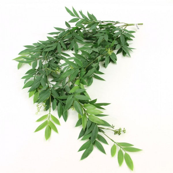 RUSCUS HANGING BUSH GREEN