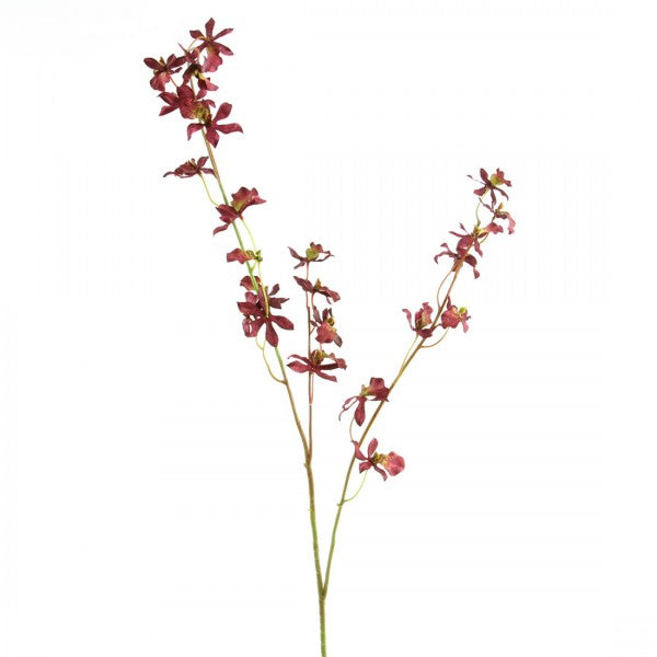 ODONTOCIDIUM A25