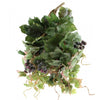 GRAPE IVY HANGING