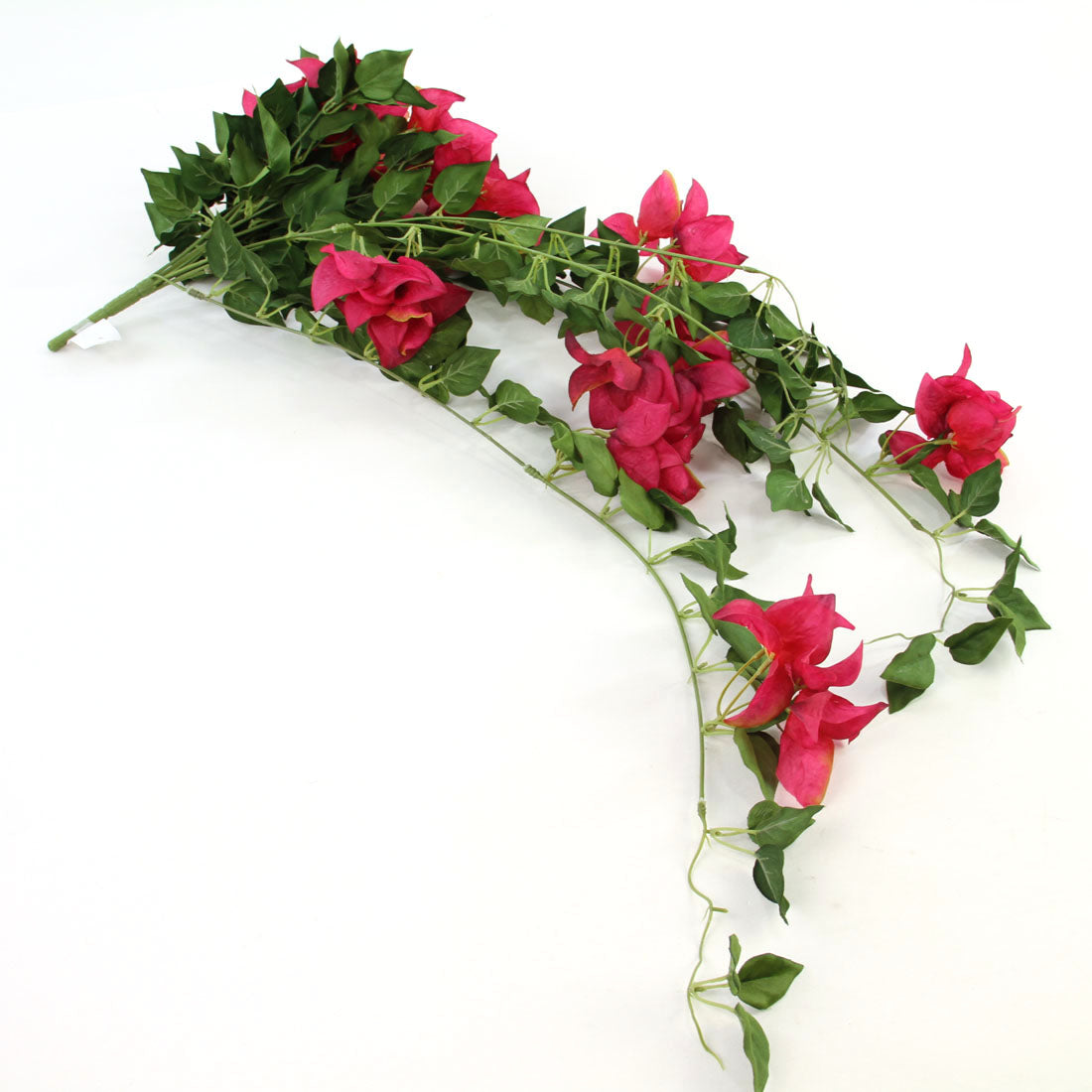 BOUGAINVILLEA HANG.BUSH X12