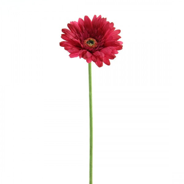 25"SINGLE GERBERA WINE A25