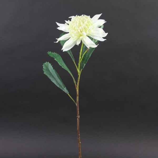 27"MINI KING PROTEA CREAM A25
