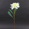 27"MINI KING PROTEA CREAM A25