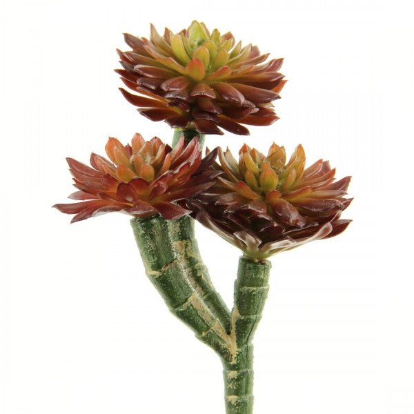 7" SUCCULENT BURGUNDY