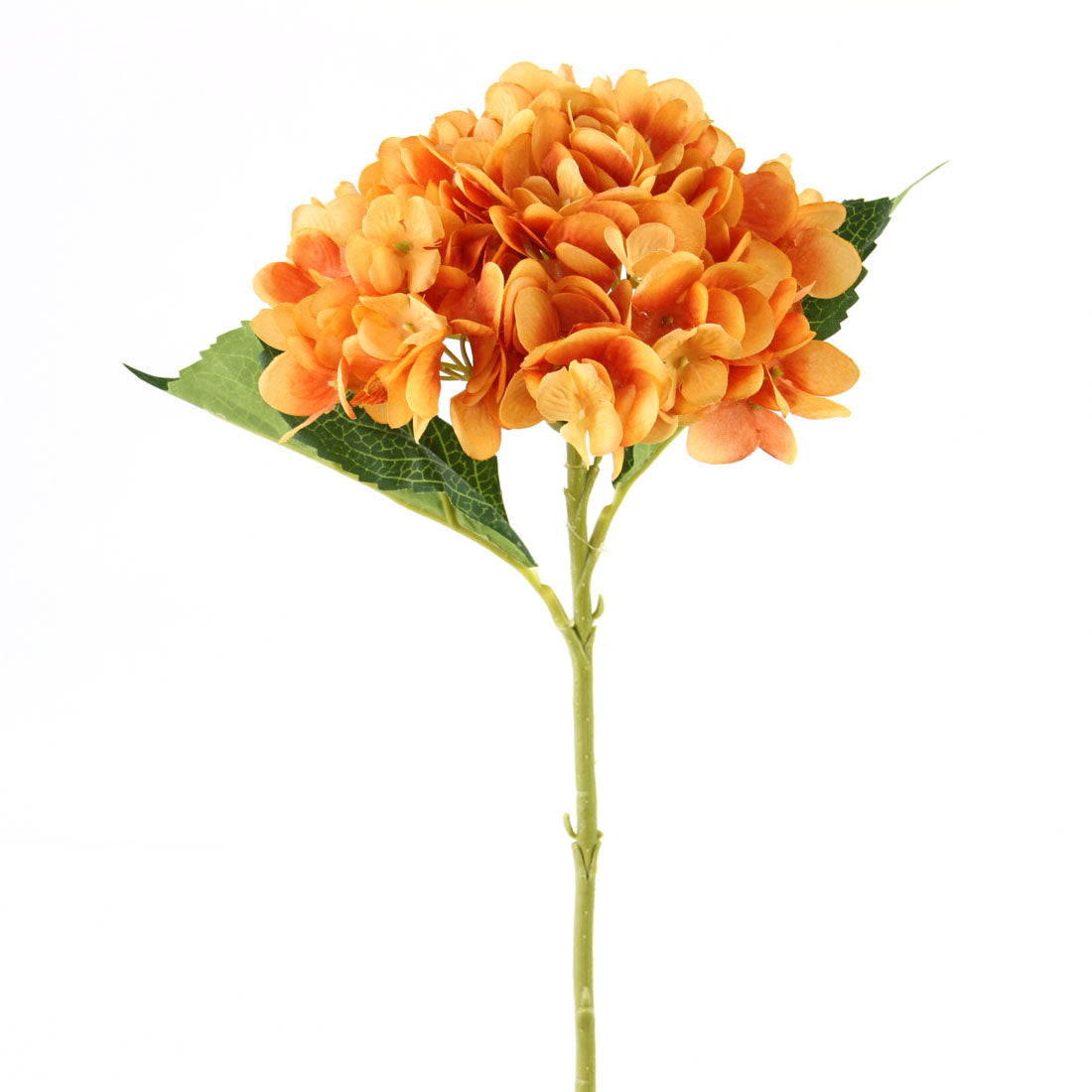 HYDRANGEA W/2 LVS