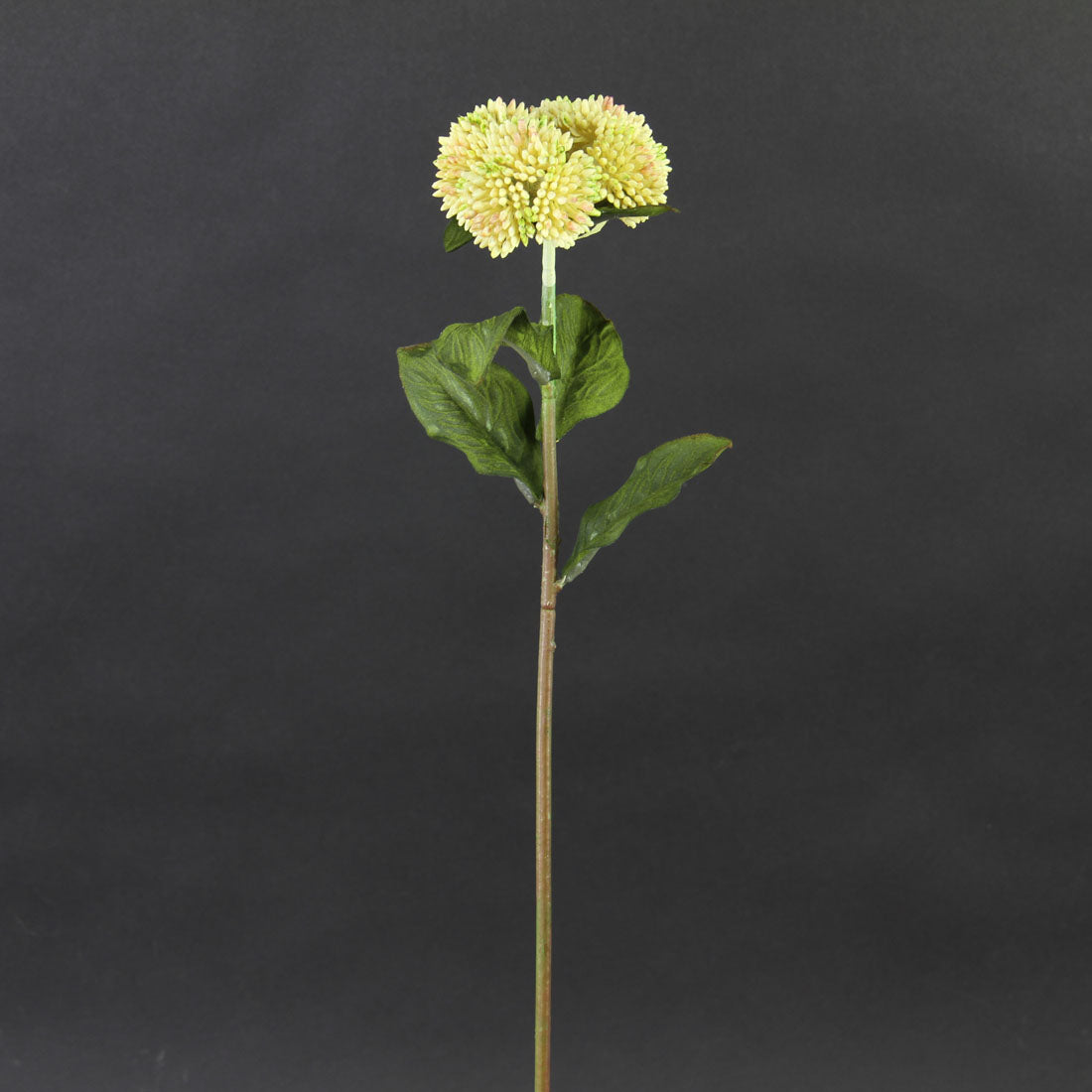 20"SEDUM STEM CREAM