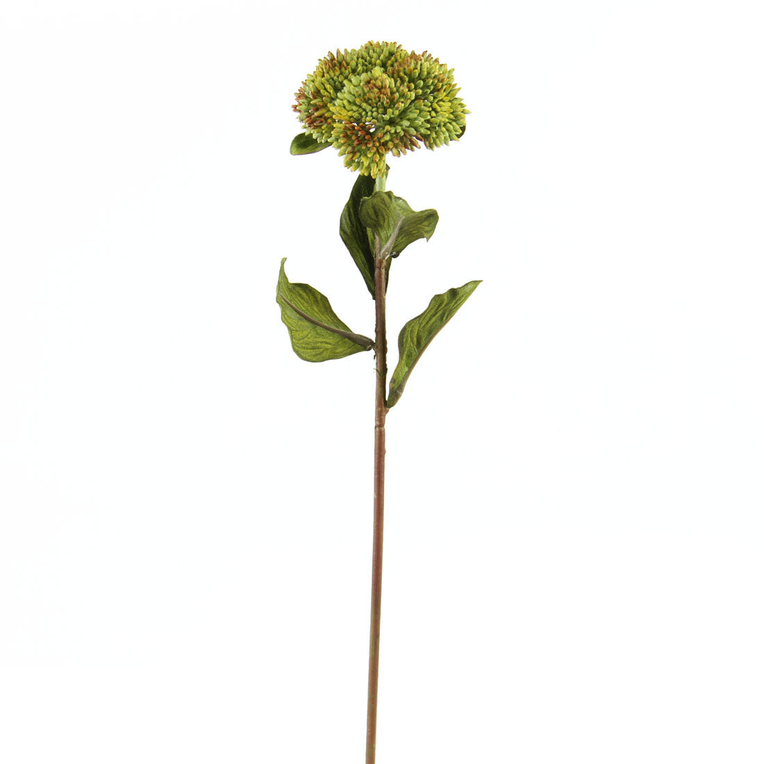 20"SEDUM STEM GREEN