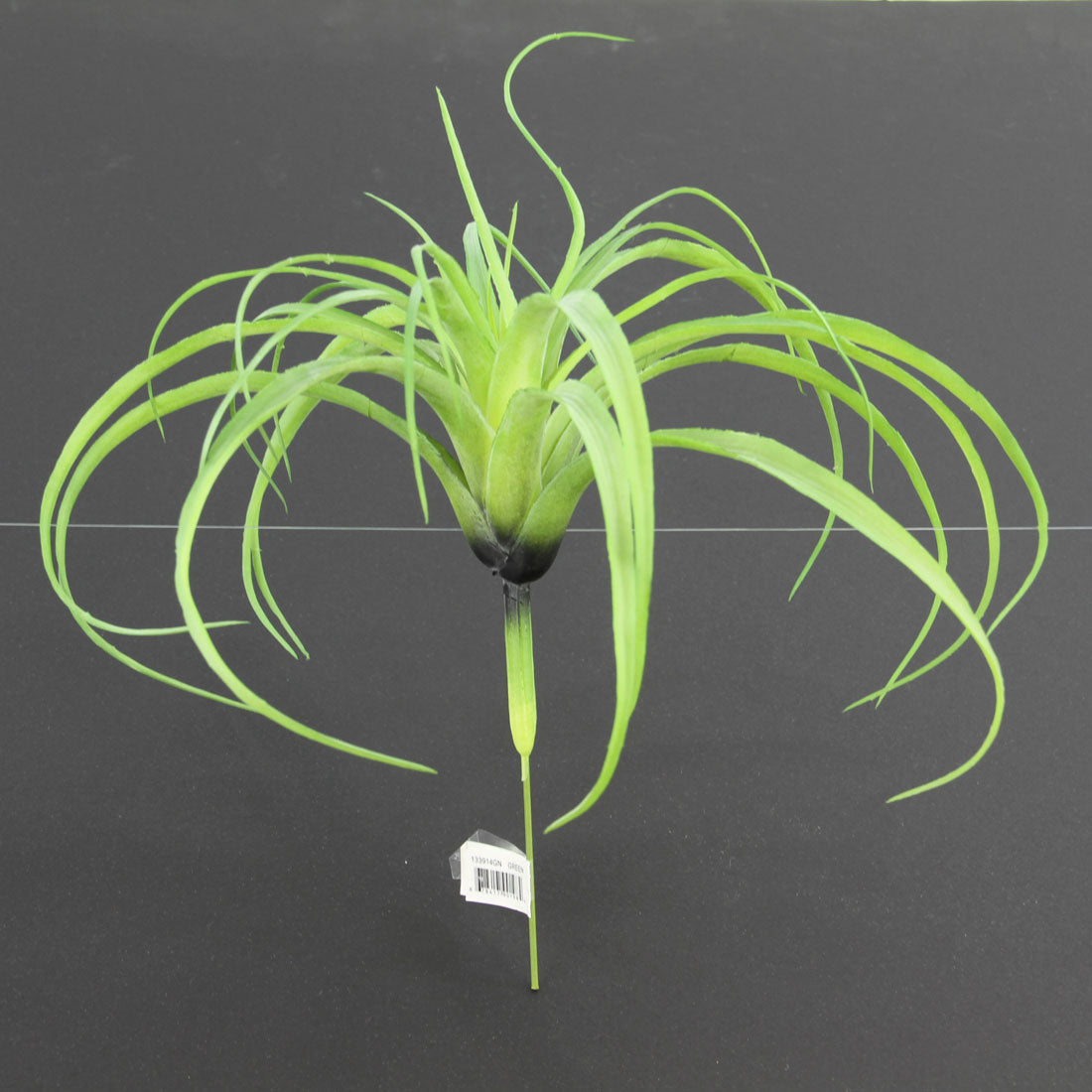 AIR GRASS PLANT