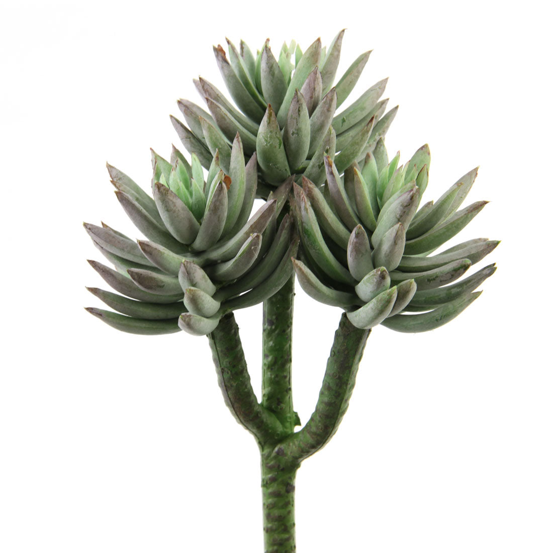 7"SUCCULENT PICK