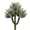 7"SUCCULENT PICK