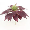 10"BUTTERFLY SUCCULENT PICK