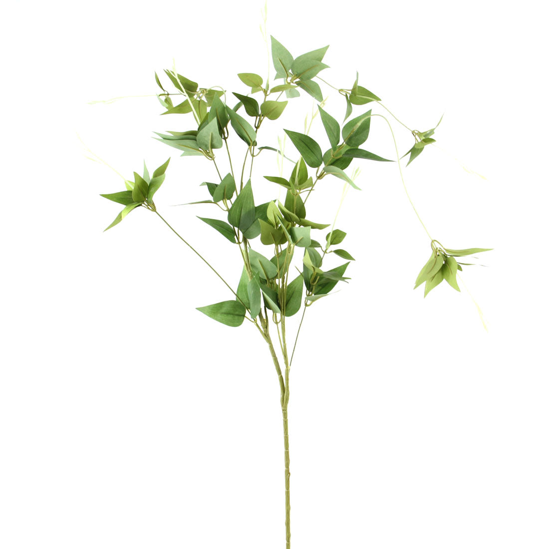 RUSCUS SPRAY