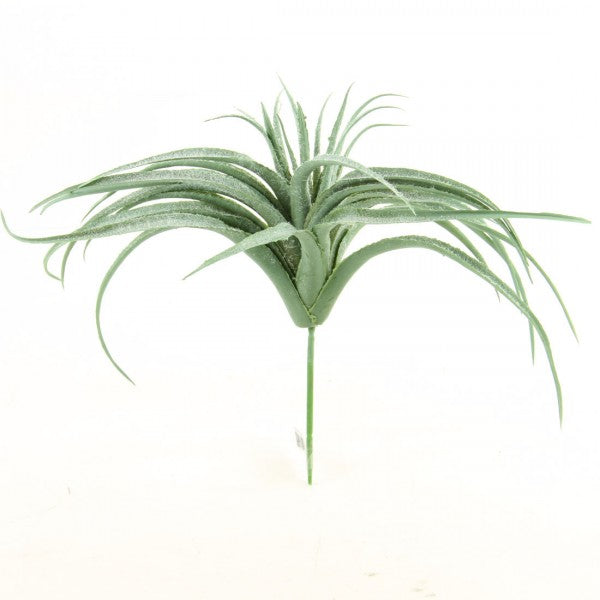 10.5" TILLANSIA PICK A4