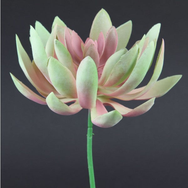 8.5"ECHEVERIA