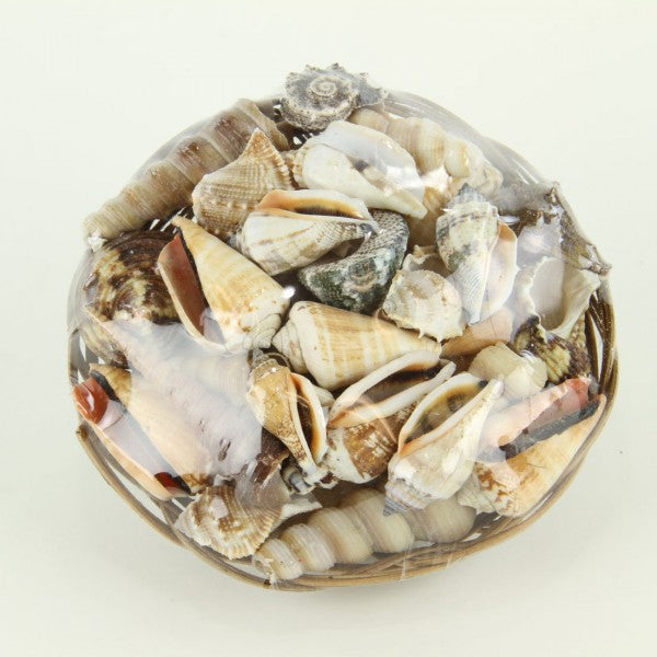 SHELL ASST IN BASKET