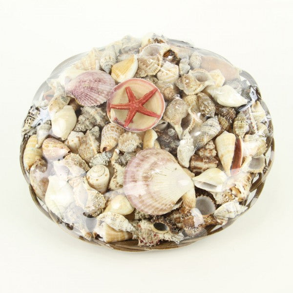 12" BASKET W/ASST SEASHELLS