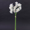 NARCISSUS BUNCH WHITE