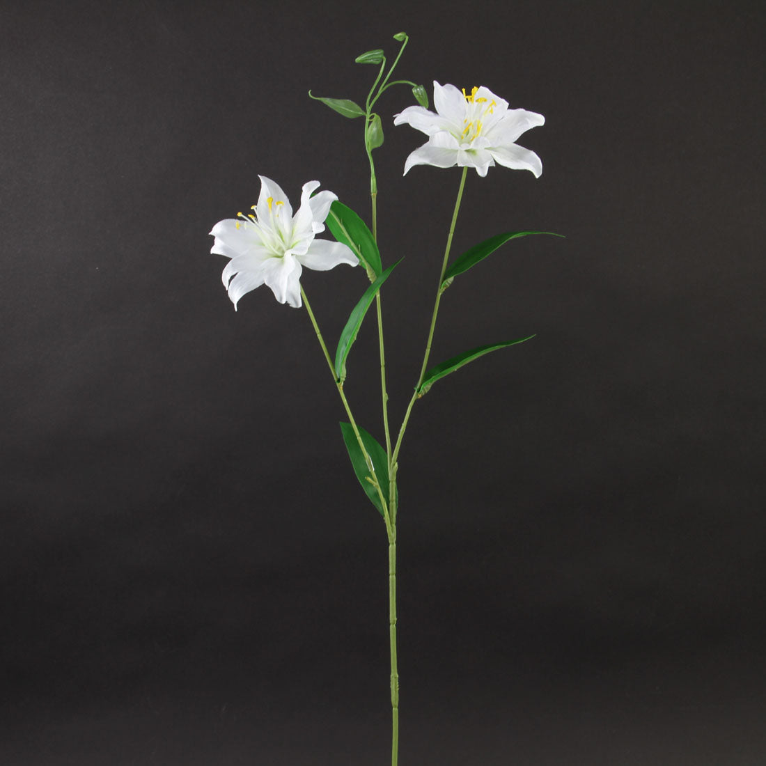 CROWN LILY WHITE