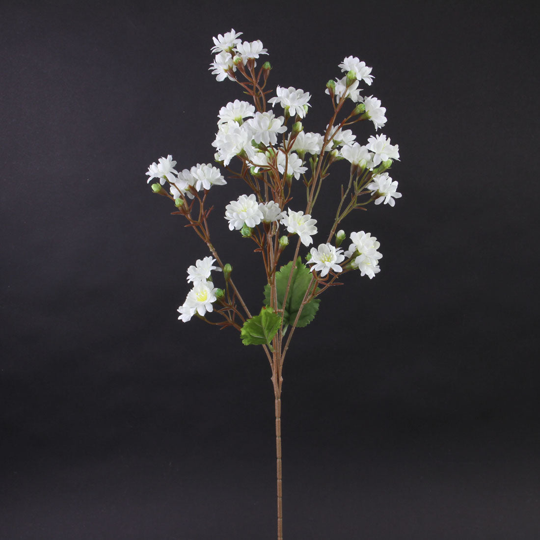 SWEET BLOSSOM WHITE
