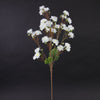 SWEET BLOSSOM WHITE
