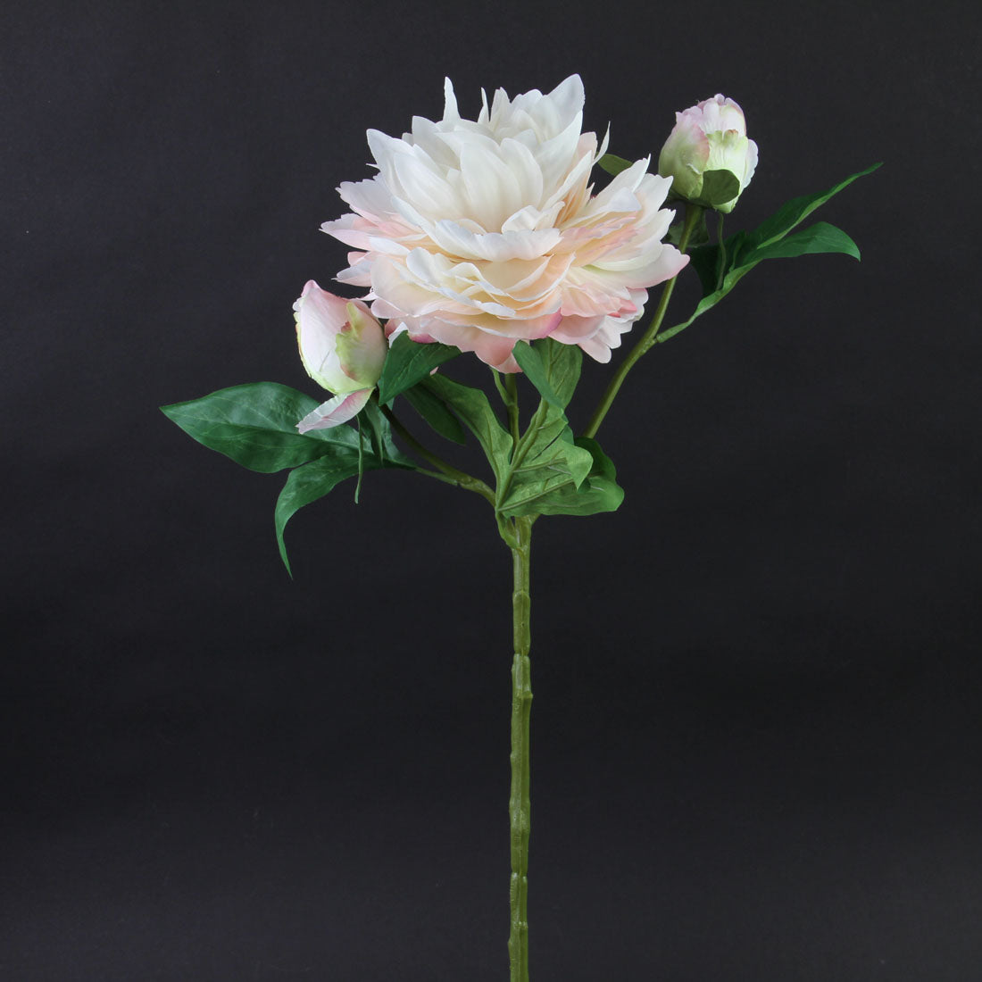 PEONY BLUSH