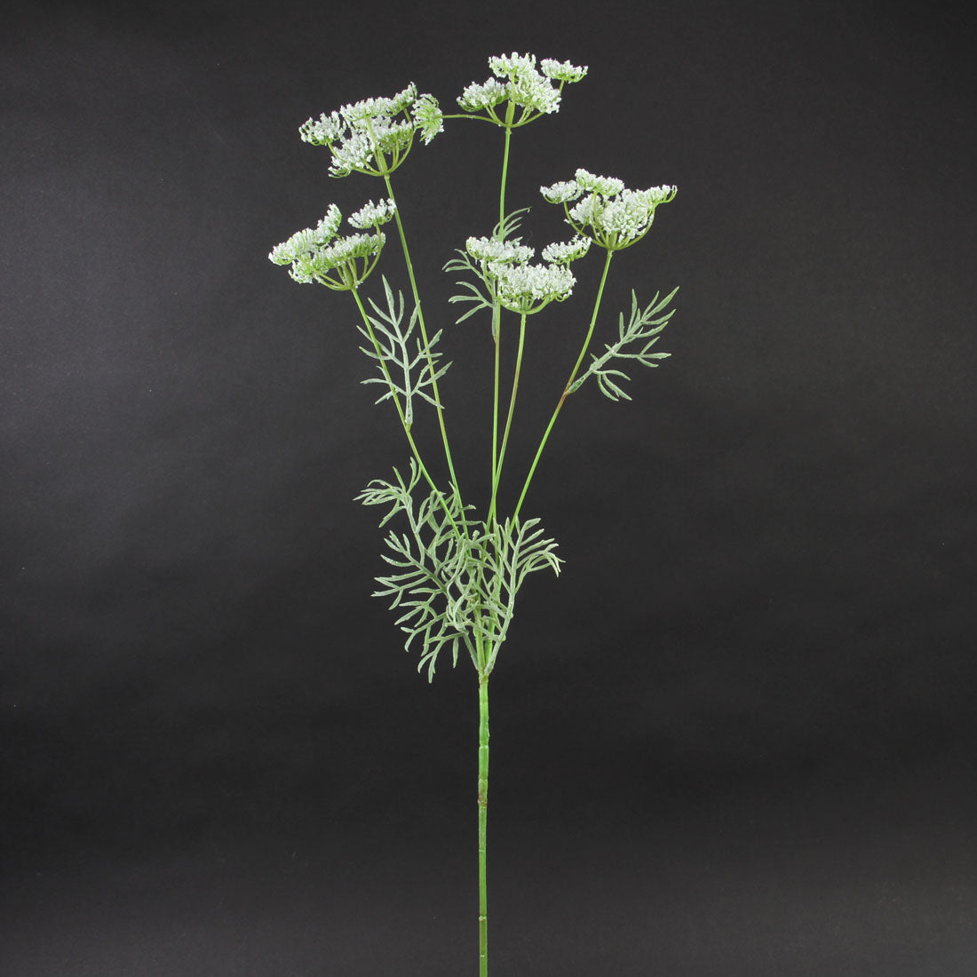 WILD QUEEN ANNES LACE WHITE