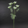 WILD QUEEN ANNES LACE WHITE