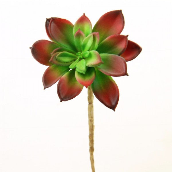 6.5"SUCCULENT BURGUNDY