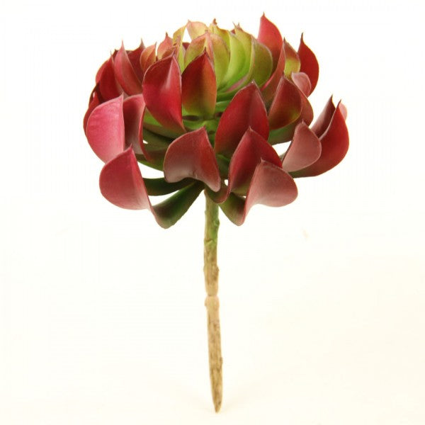 7"SUCCULENT BURGUNDY