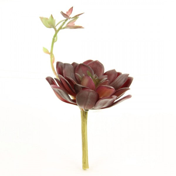 6" SUCCULENT BURGUNDY