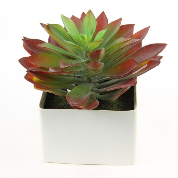 7.5"SUCCULENT W/POT GRN/RED