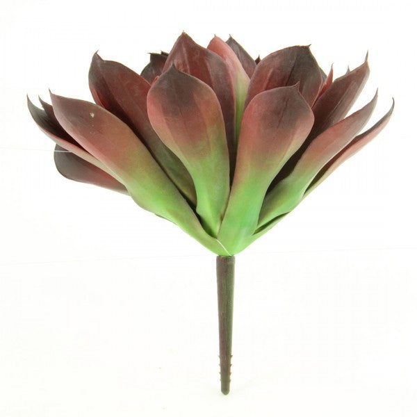 6"X10"ECHEVERIA BURGUNDY