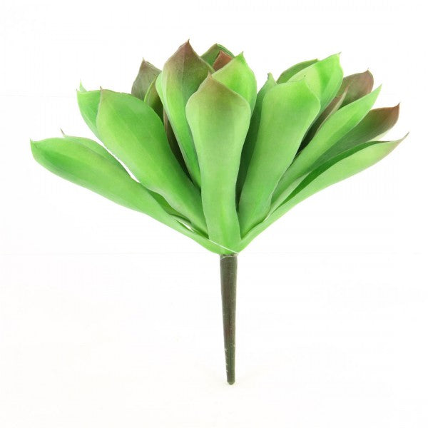 6"X10"ECHEVERIA GREEN