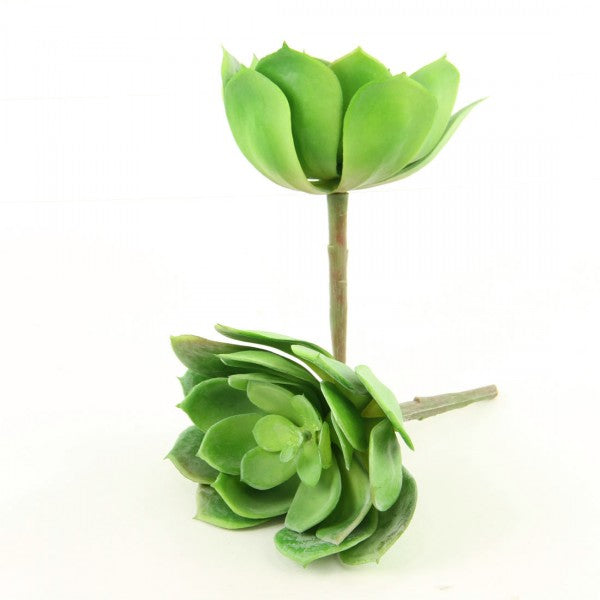 6"X6" SUCCULENT 2/BG GREEN