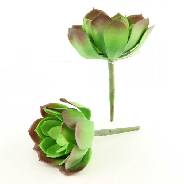6"X6"SUCCULENT 2/BG