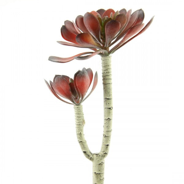 8.5"ECHEVERIA X2 RED