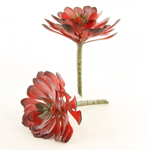6"ECHEVERIA 2PC/BG RED