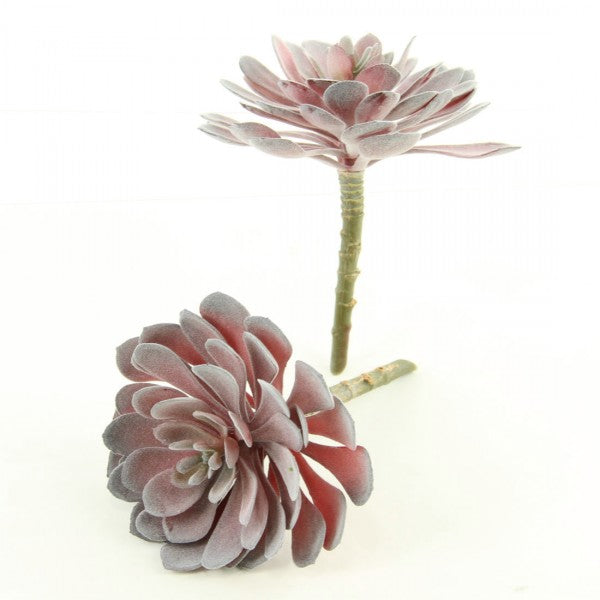 6"ECHEVERIA 2PC/BG DUSTY RED