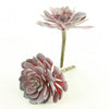 6"ECHEVERIA 2PC/BG DUSTY RED